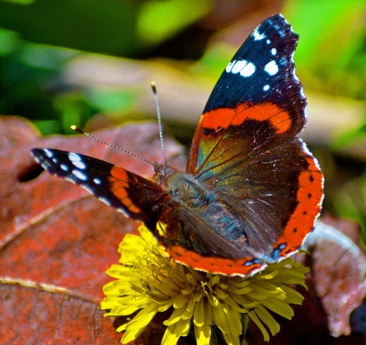 Photo:  butterfly 2